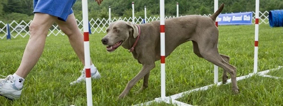 Dog Training in Plano Banner