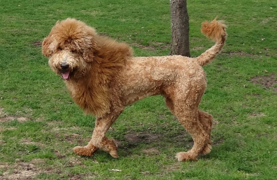 the lion haircut is best left to professional Doodle groomers 