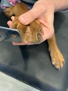 dog nail trimming step 8