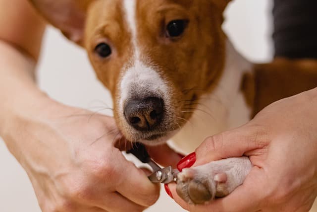 how to cut overgrown dog nails