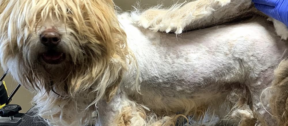 This dogs has incredibly matted dog hair being removed with a razor