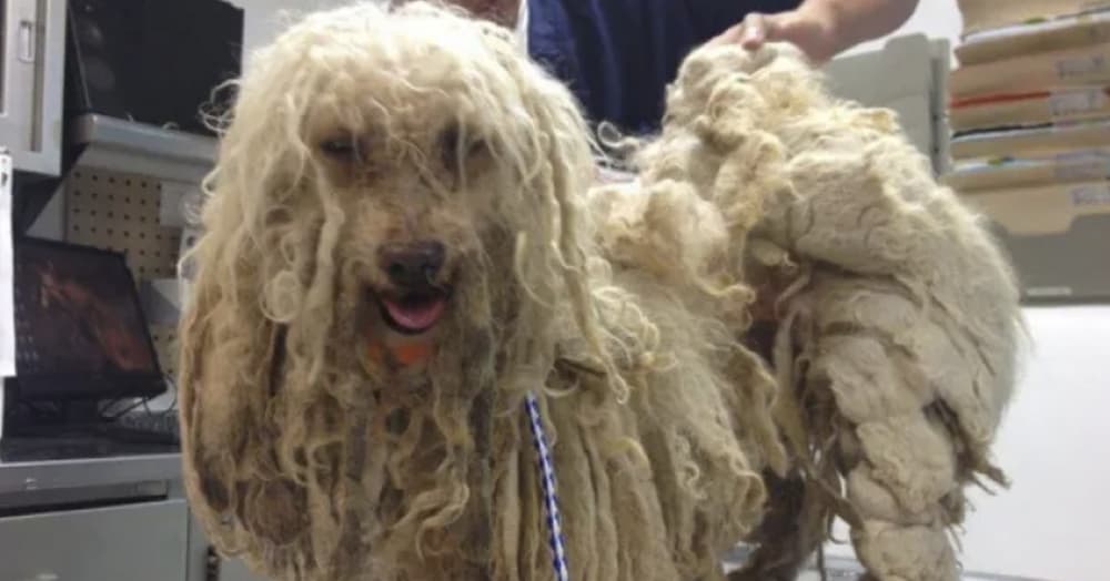 dog looks like a rasta bk the hair is so matted