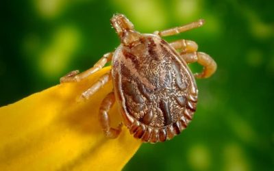 How To Remove A Tick From Your Dog in Plano TX