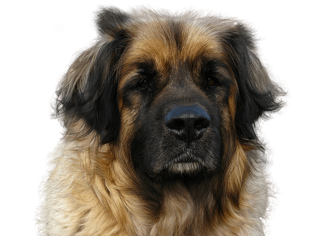 Leonberger dog with a well groomed, regal face