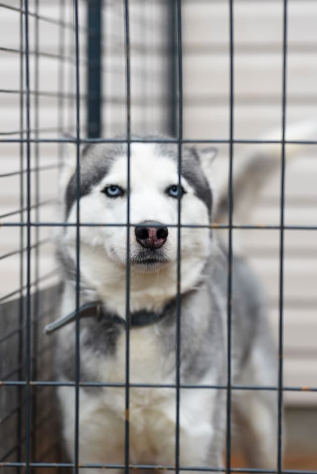 dog in kennel as punishment for jumping