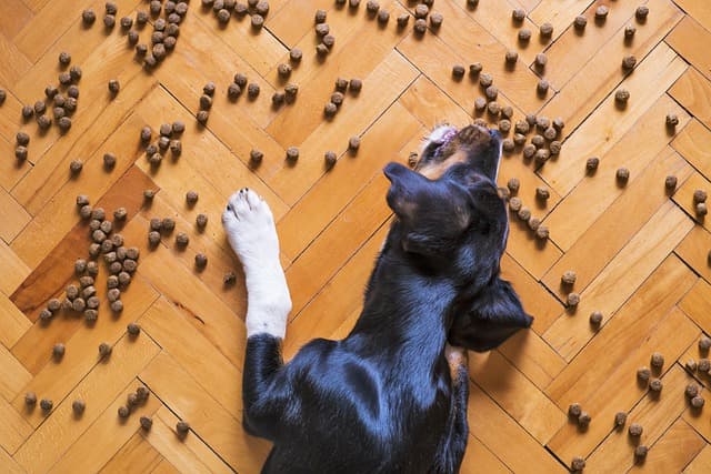 dog treats to reward when they don't jump