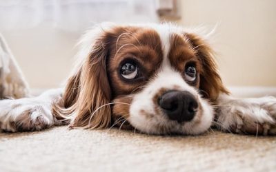 Things To Know Before Getting a Dog in Plano