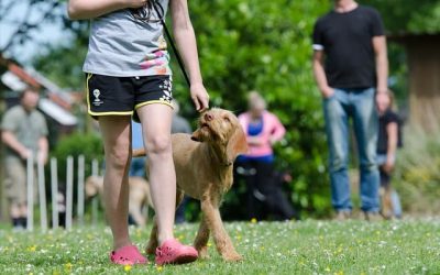 How To Teach a Dog to Heel & Walk Beside You