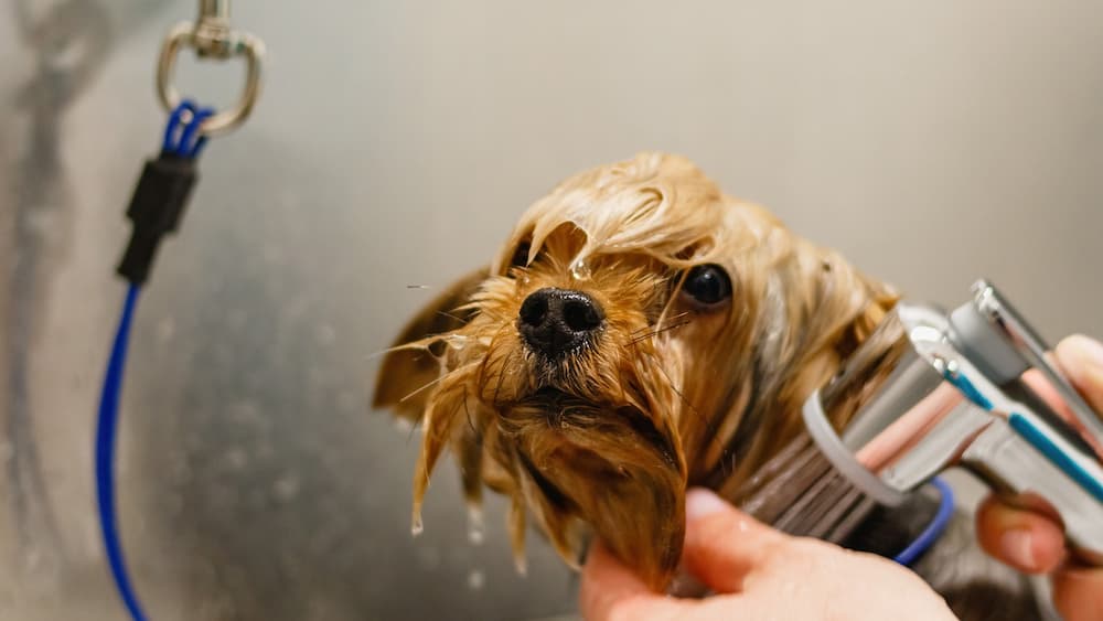 dog bathing course within the pet grooming school