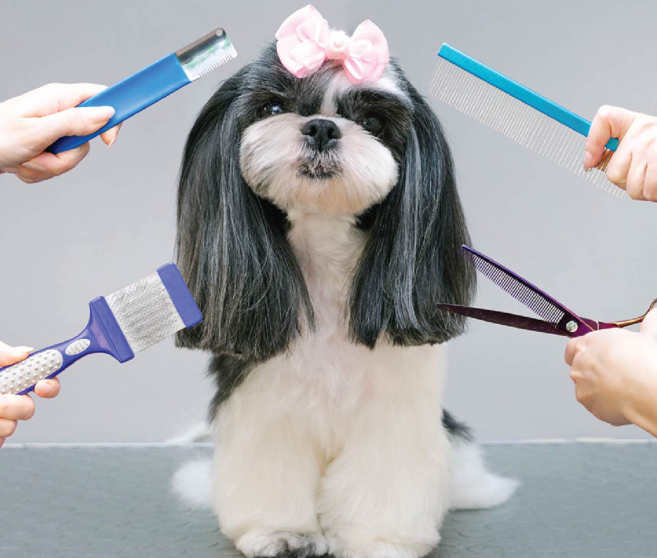 dog groomer services in PLano TX 