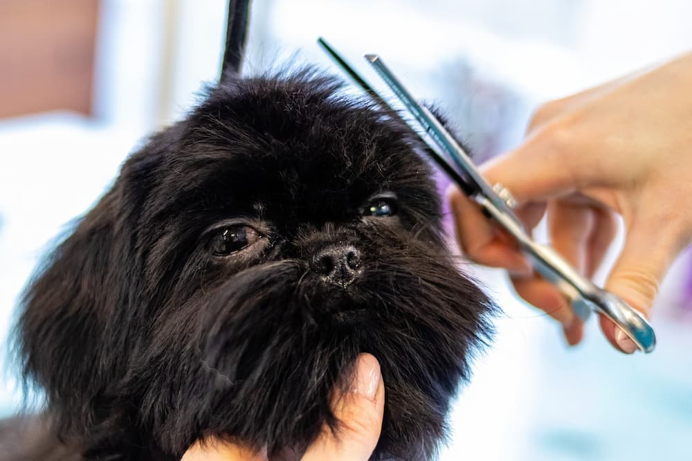 How Much Does a Dog Groomer Make?