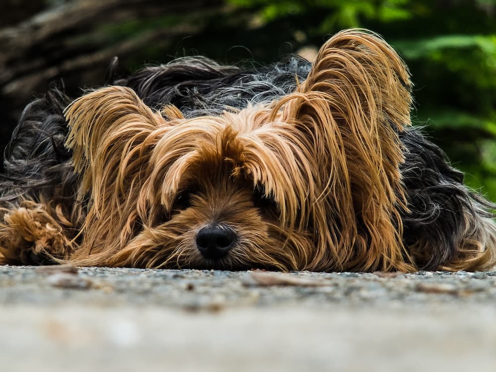 Yorkies require the proper hair care to avoid matting