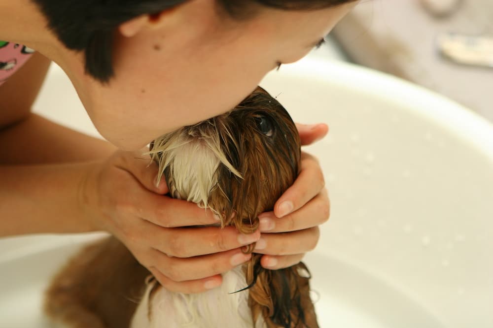 how often should a dog be bathed