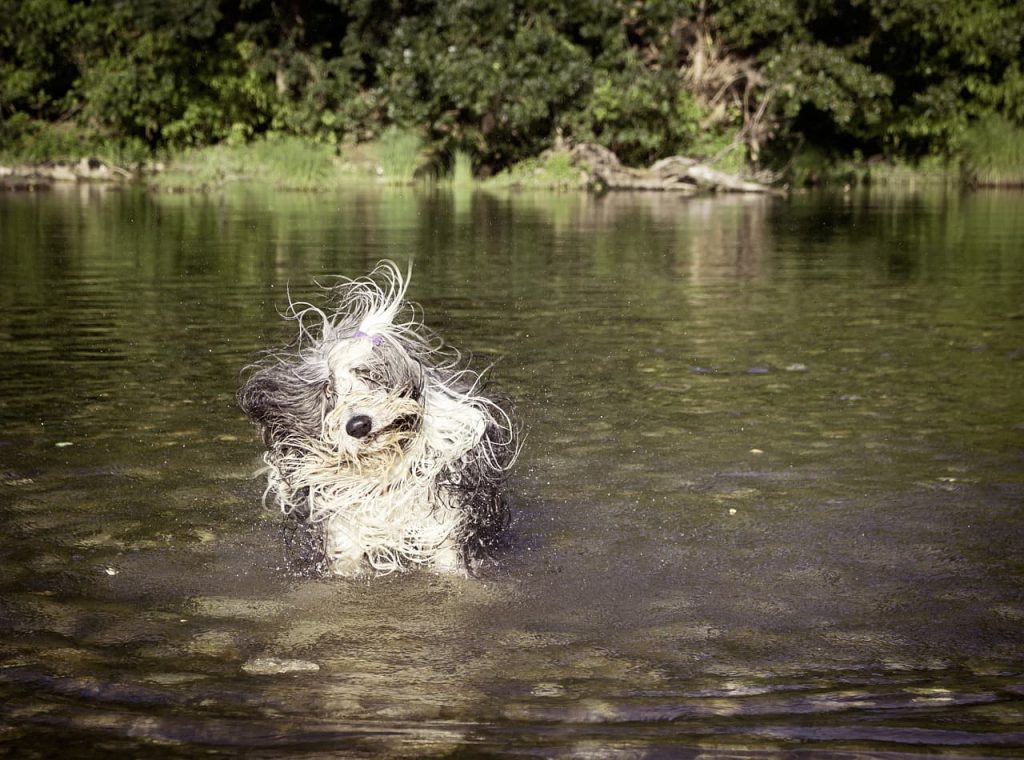 dog shaking off lake water with long hair whipping everywhere