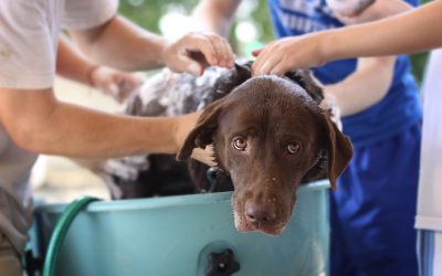 Dog Bather Essentials: Soapy Secrets About Our Grooming Guardians