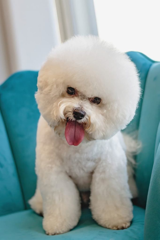 learn to be an experienced pet groomer